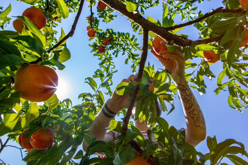 low angle view of an unrecognizable caucasian young woman as she picking ripe fresh peach fruits from the orchard peaches trees, she has an arm tattoo