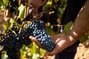 adult male worker collecting bunches of grapes in his basket for harvest in a vineyard